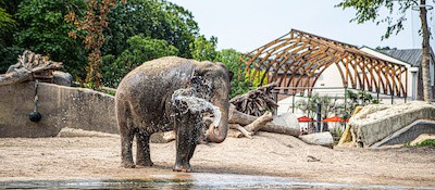Ticket für ARTIS Amsterdam Royal Zoo Produktbild lang